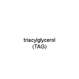 triacylglycerol (TAG)